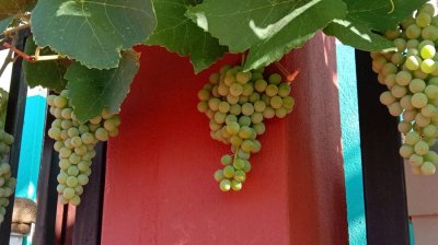 Grape Plants