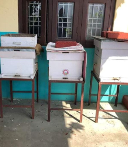 Bee Hives